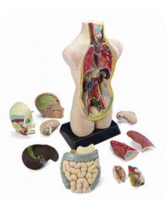 Set de anatomía